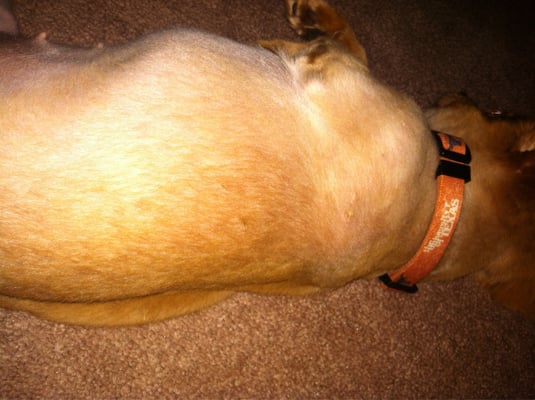 pimples on dogs back rash lower belly superficial pyoderma pictures breeds picture pimples on dogs back rash lower belly superficial pyoderma pictures breeds picture