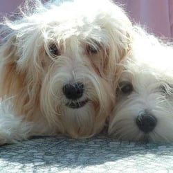 havanese league organization halo havanese league organization yelp havanese league organization halo havanese league organization yelp