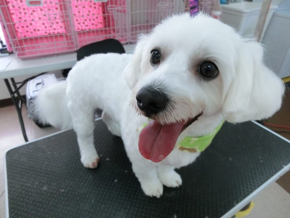 yorkie maltese bichon mix cutecute yorkie breeds picture yorkie maltese bichon mix cutecute yorkie breeds picture