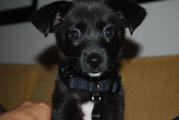 Metro Nashville Animal Control Services - Nashville, TN | Yelp