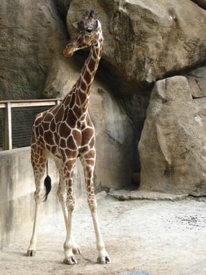 Philadelphia Zoo - Zoos - Philadelphia, PA - Reviews - Photos - Yelp