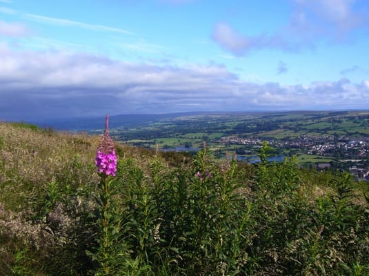 Chevin Forest