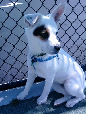 Family Dog Rescue San Francisco Ca Family Dog Rescue San Francisco Ca