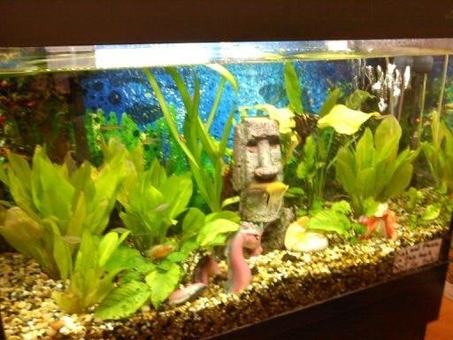 Finding Nemo Tank