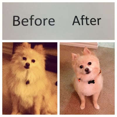 pomeranian hairstyles pictures pomeranian haircuts pictures breeds picture pomeranian hairstyles pictures pomeranian haircuts pictures breeds picture