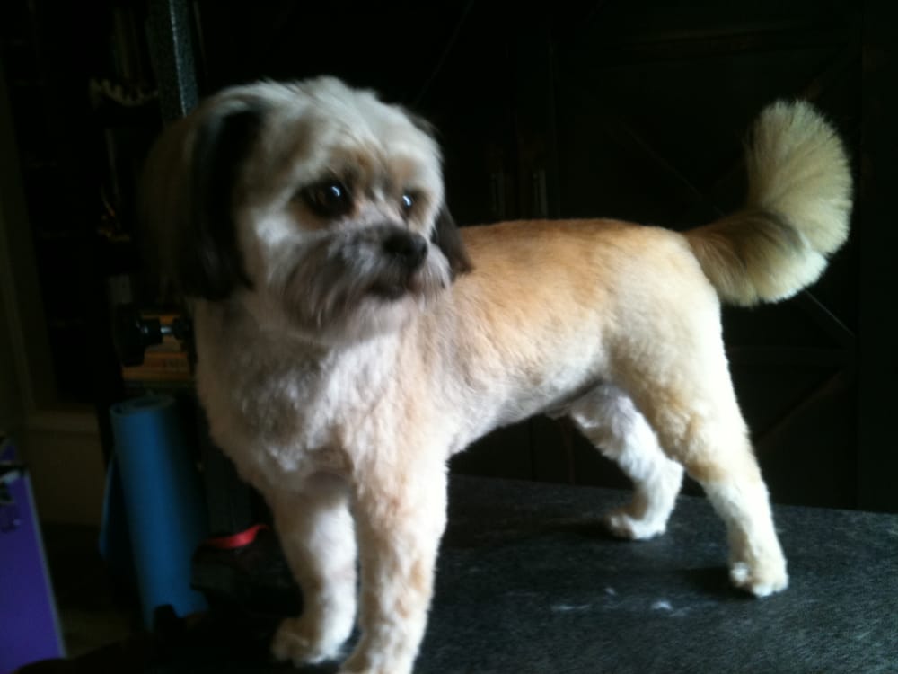 scruffy shih tzu the shih tzu from scruffy to gorgeous yelp scruffy shih tzu the shih tzu from scruffy to gorgeous yelp