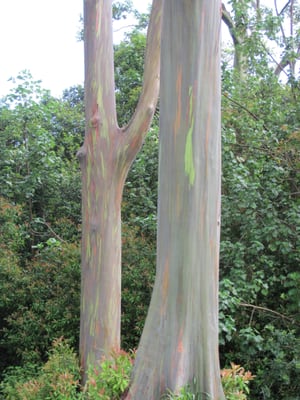 Painted Bark