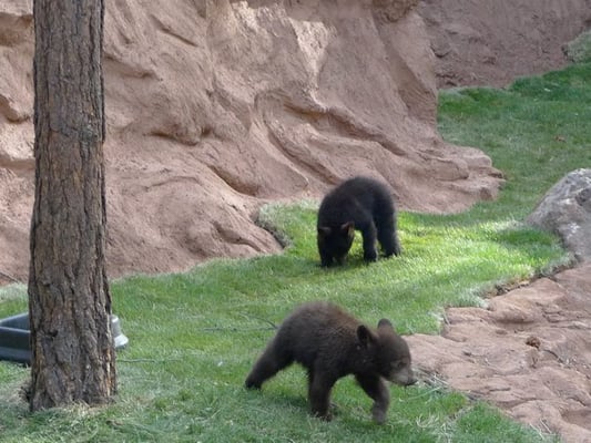 The Bearizona Bear Land