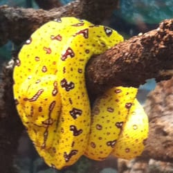 LLLReptile & Supply Co, Inc - Pet Stores - Oceanside - Oceanside, CA ...